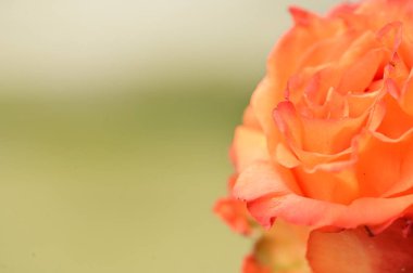 turuncu gül çiçeği, yakın görünüm