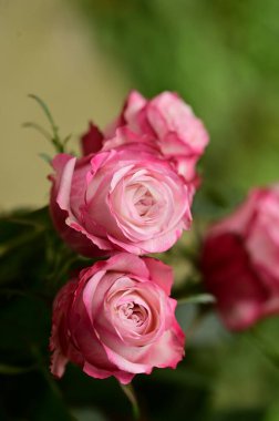 Bahçede yetişen güzel yumuşak güller.