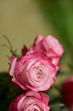 Bahçede yetişen güzel yumuşak güller.