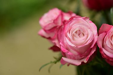 Bahçede yetişen güzel yumuşak güller.