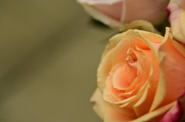 Güzel parlak gülü kapat.