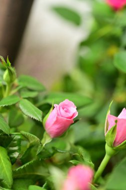 Bahçede yetişen güzel yumuşak güller.