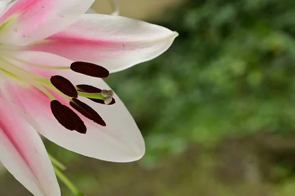 美しいユリの花を間近で見られる夏のコンセプト — ストック写真