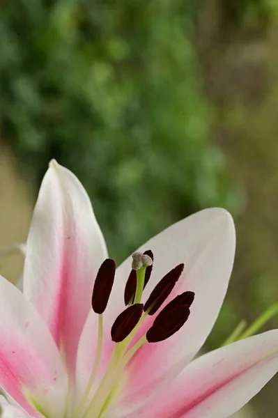 美しいユリの花を間近で見られる夏のコンセプト — ストック写真