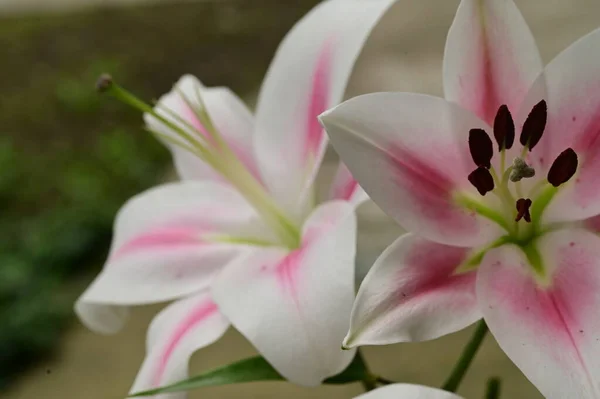 Красивые Цветы Лилии Вид Вблизи Летняя Концепция — стоковое фото