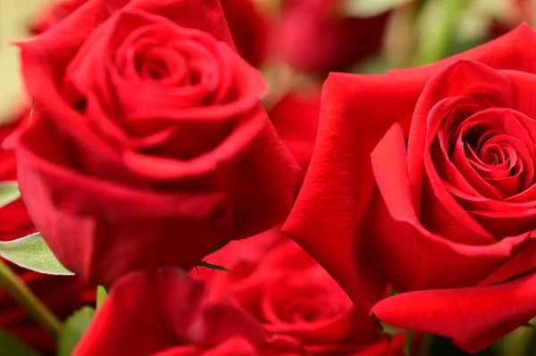 Beautiful Tender Roses Growing Garden — Stok fotoğraf