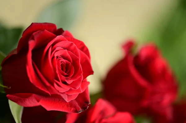 Beautiful Tender Roses Growing Garden — Stok fotoğraf