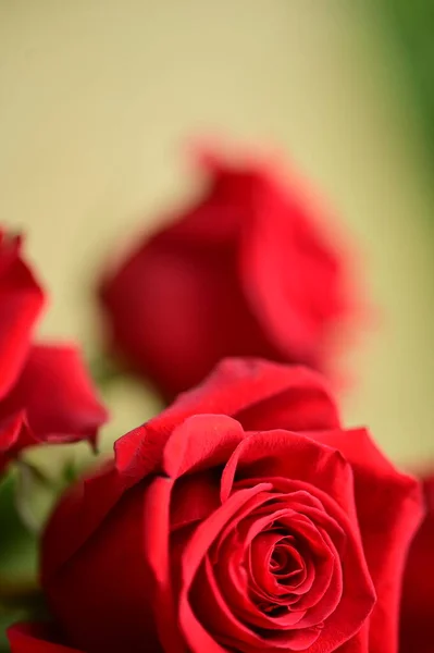 Beautiful Tender Roses Growing Garden — Stock fotografie