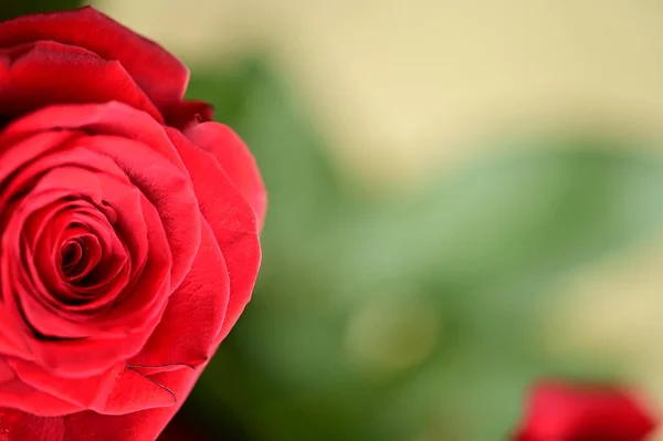 Beautiful Tender Roses Growing Garden — Foto Stock