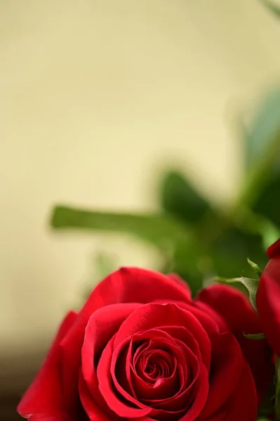 Beautiful Tender Roses Growing Garden — Stock fotografie