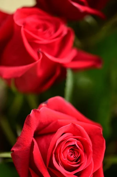Krásné Něžné Růže Rostoucí Zahradě — Stock fotografie