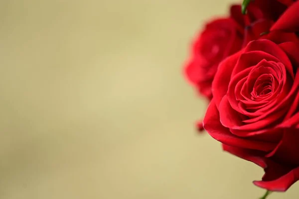 Güzel Parlak Gülleri Kapatın — Stok fotoğraf