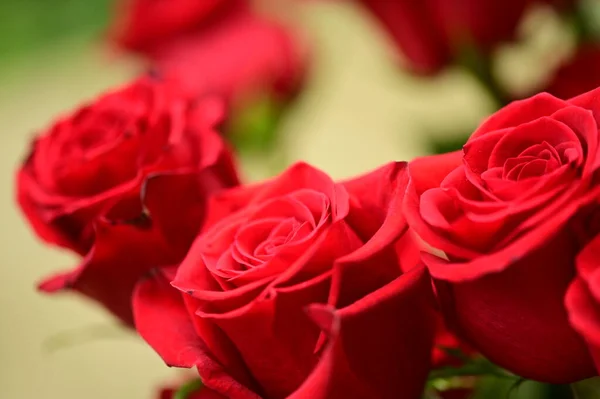 Bellissime Rose Tenere Che Crescono Giardino — Foto Stock