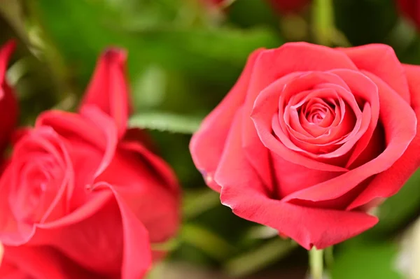 Beautiful Tender Roses Growing Garden — Stock fotografie