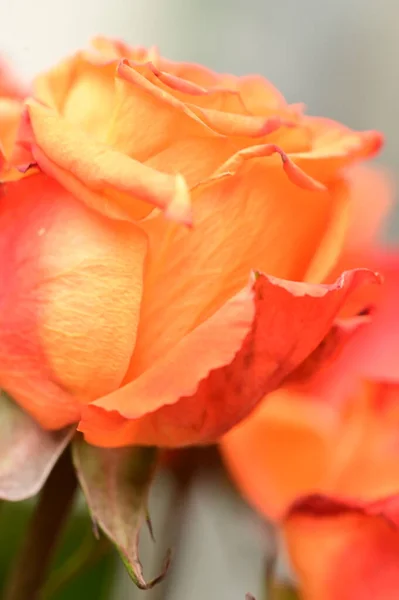 Апельсиновый Цветок Розы Крупный План — стоковое фото