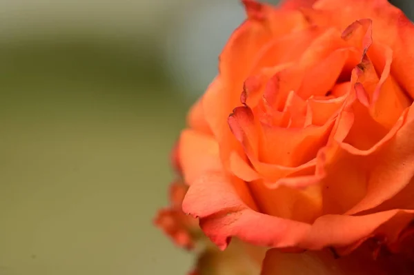 Kwiat Róży Pomarańczowej Widok Bliska — Zdjęcie stockowe