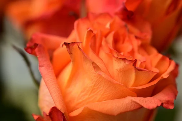 Апельсиновый Цветок Розы Крупный План — стоковое фото