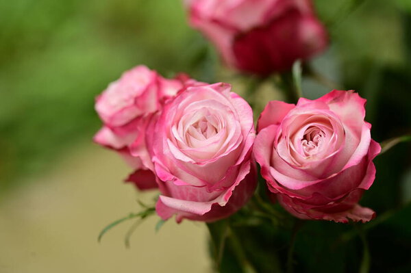 beautiful tender roses growing in the garden