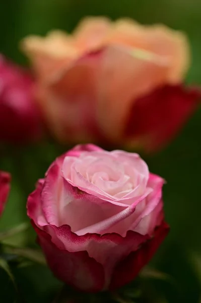 Beautiful Tender Roses Growing Garden — Stock Photo, Image
