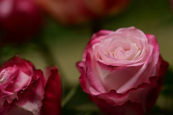 Красивые Нежные Розы Растущие Саду — стоковое фото