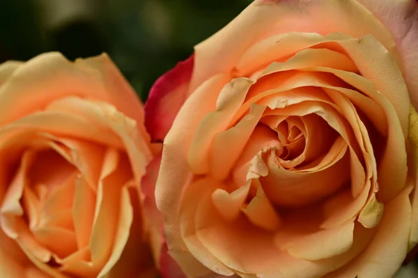 Schöne Zarte Rosen Die Garten Wachsen — Stockfoto