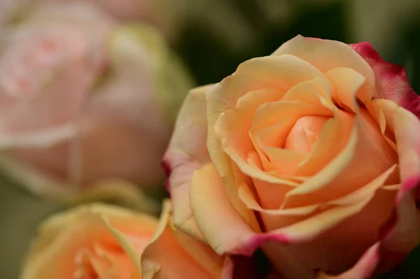 Hermosas Rosas Tiernas Que Crecen Jardín — Foto de Stock