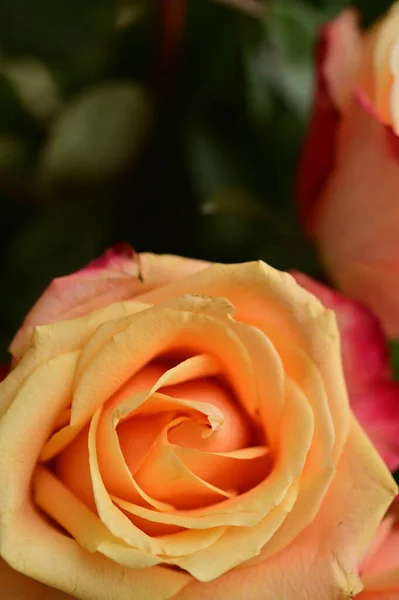 Красивые Нежные Розы Растущие Саду — стоковое фото