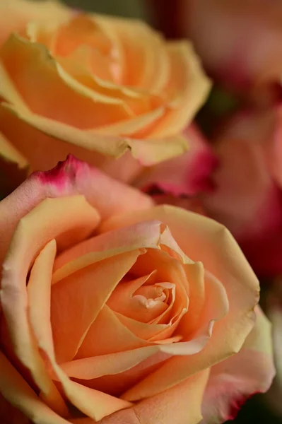 Красивый Букет Оранжевых Роз Вид Окна — стоковое фото