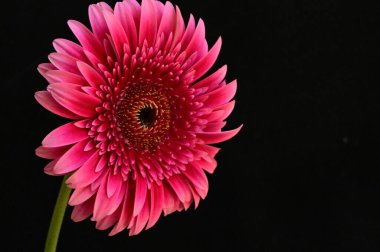 Siyah arka planda güzel pembe gerbera çiçeği