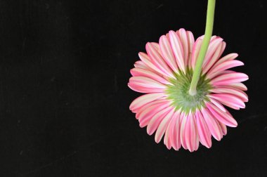 Siyah arka planda güzel pembe gerbera çiçeği