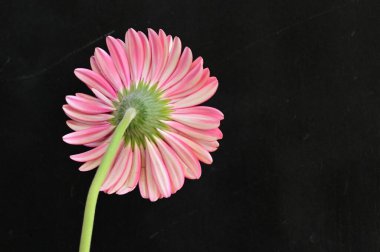 Siyah arka planda güzel pembe gerbera çiçeği