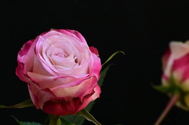 Siyah arka planda güzel bir gül çiçeği