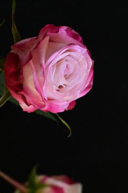 Siyah arka planda güzel bir gül çiçeği