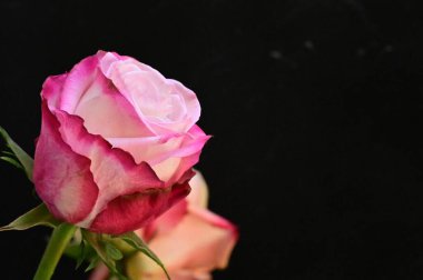 Siyah arka planda iki güzel gül çiçeği