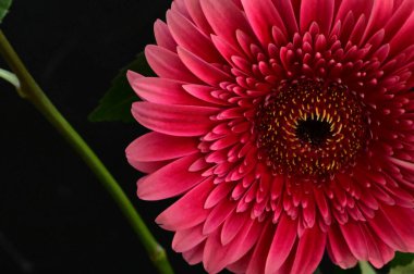 Siyah arka planda güzel pembe gerbera çiçeği