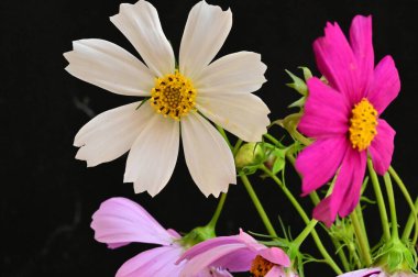 Siyah arka planda güzel pembe ve beyaz çiçekler