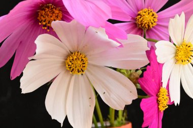 Siyah arka planda güzel pembe ve beyaz çiçekler