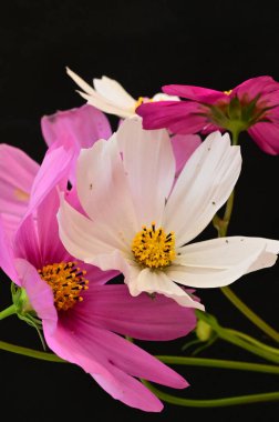 Siyah arka planda güzel pembe ve beyaz çiçekler