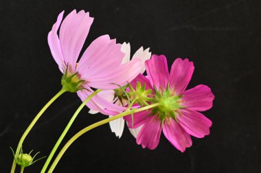 Siyah arka planda güzel pembe ve beyaz çiçekler