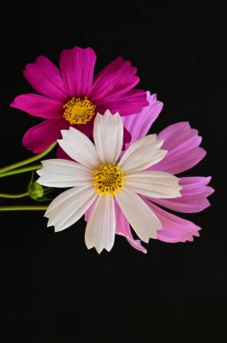 Siyah arka planda güzel pembe ve beyaz çiçekler