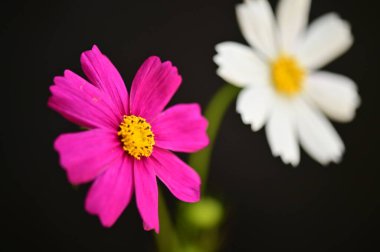 Siyah arka planda güzel pembe ve beyaz çiçekler