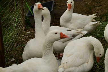 Güzel beyaz kazlar yaz günü açık havada 