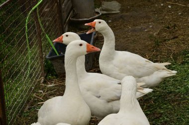 Güzel beyaz kazlar yaz günü açık havada 