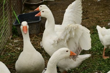 Güzel beyaz kazlar yaz günü açık havada 