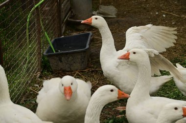 Güzel beyaz kazlar yaz günü açık havada 