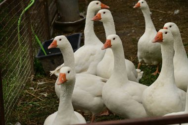 Güzel beyaz kazlar yaz günü açık havada 