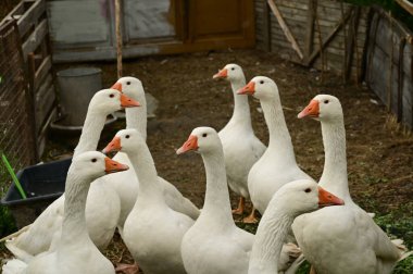 Güzel beyaz kazlar yaz günü açık havada 