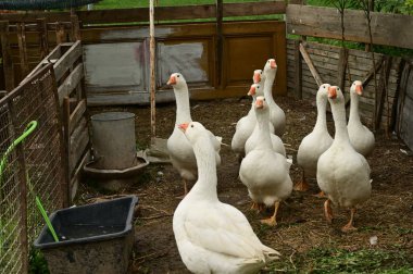 Güzel beyaz kazlar yaz günü açık havada 
