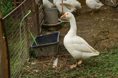 Güzel beyaz kazlar yaz günü açık havada 