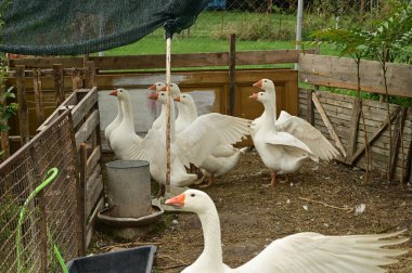 Güzel beyaz kazlar yaz günü açık havada 